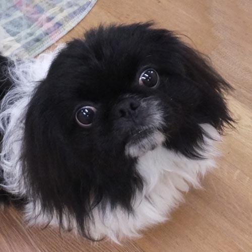 DEWEY, Adoptable, Young Male Pekingese.