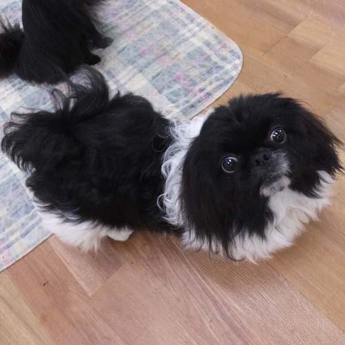 DEWEY, an adoptable Pekingese in Trufant, MI, 49347 | Photo Image 3