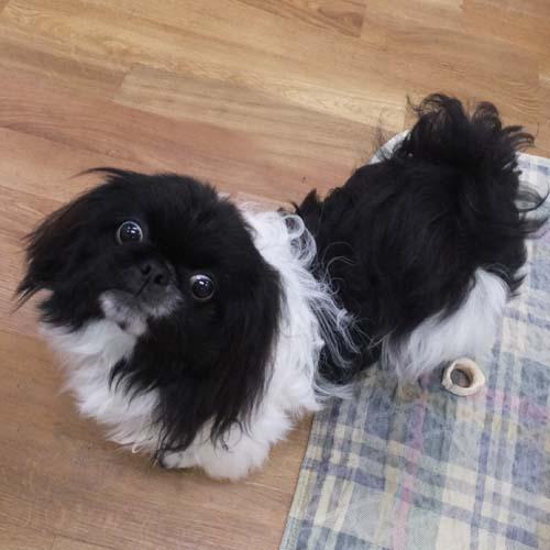 DEWEY, an adoptable Pekingese in Trufant, MI, 49347 | Photo Image 4