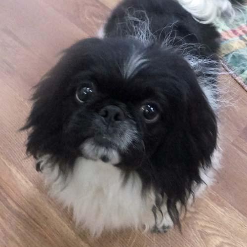 DEWEY, Adoptable, Young Male Pekingese.