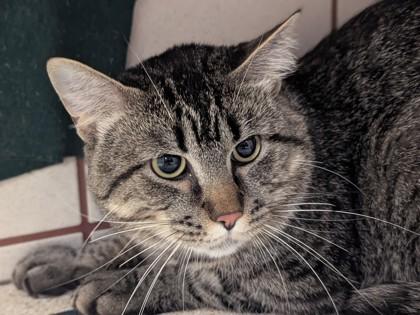 Shadow, Adoptable, Adult Male Domestic Short Hair & Domestic Short Hair.