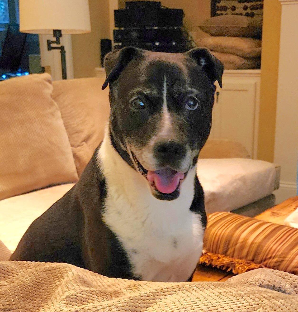 Cylana, Adoptable, Senior Female Shar-Pei & Boxer.