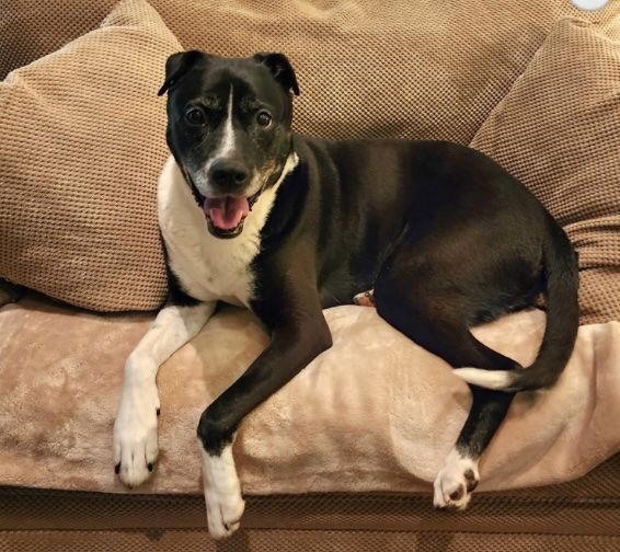 Cylana, Adoptable, Senior Female Shar-Pei & Boxer.