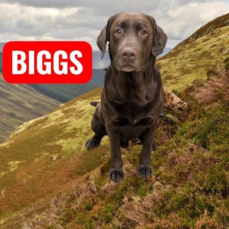 Biggs, adopted, Young Male Chocolate Labrador Retriever.