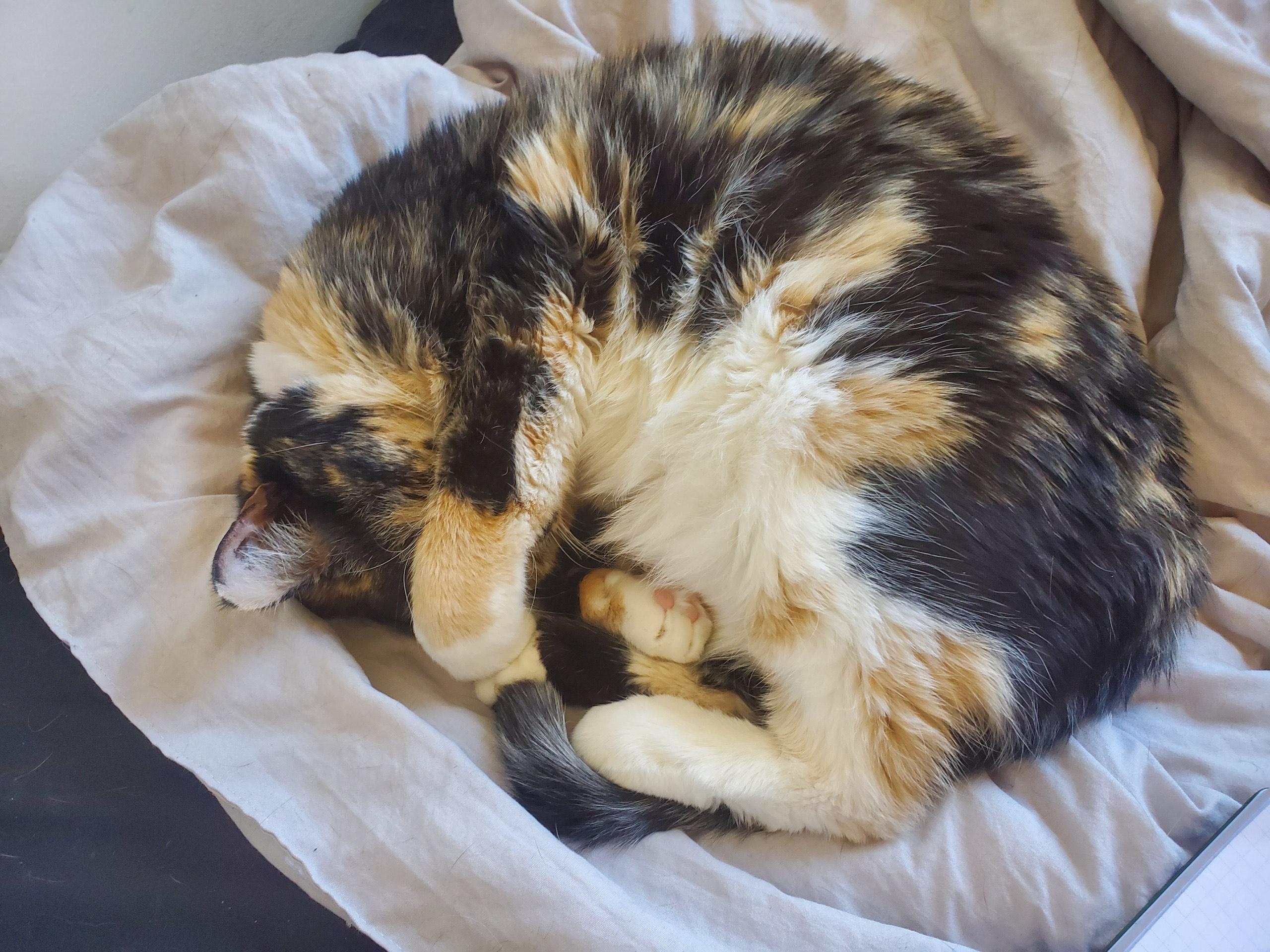 Speedy, adopted, Adult Female Calico.