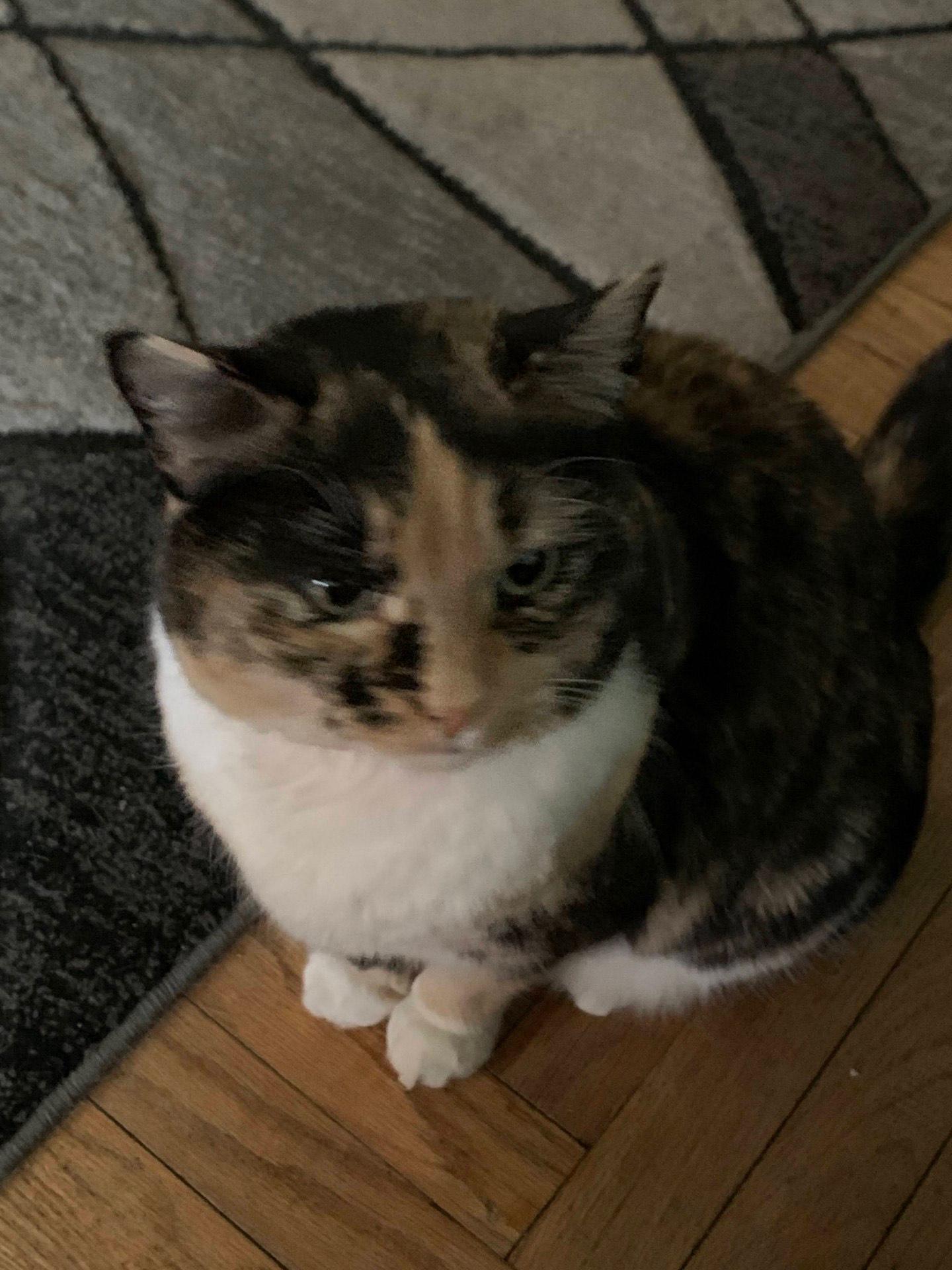 Enlarge Speedy, an adopted Calico in Butte, MT image 2/3