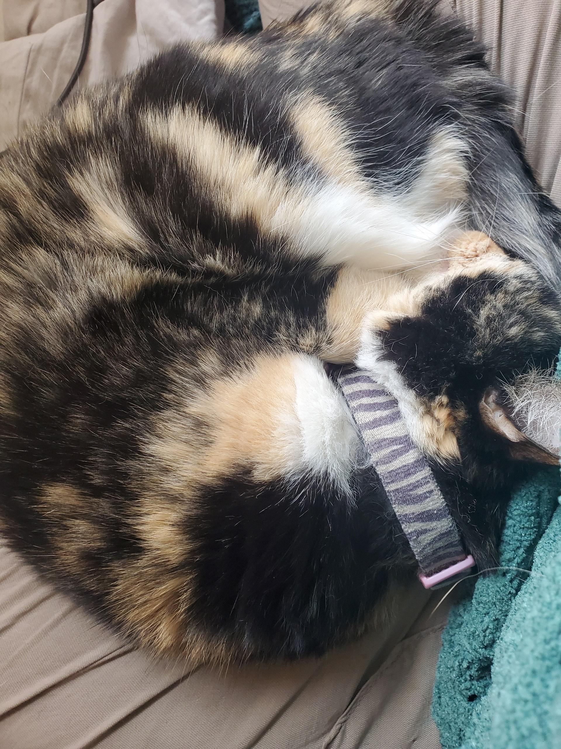 Enlarge Speedy, an adopted Calico in Butte, MT image 3/3