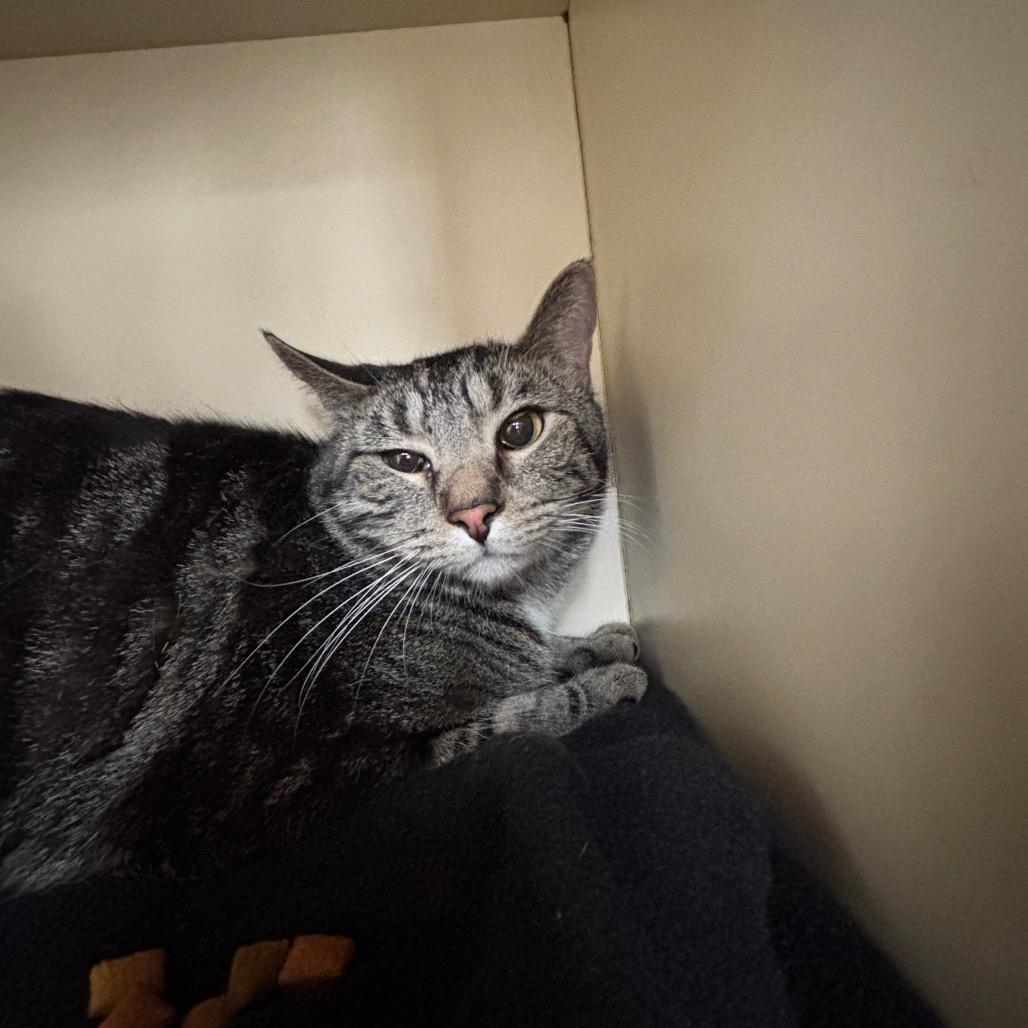 Paul the Alien, Adoptable, Adult Male Domestic Short Hair.