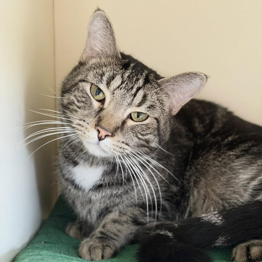 Enlarge Paul the Alien, a Adoptable Domestic Short Hair in DeKalb, IL image 2/2