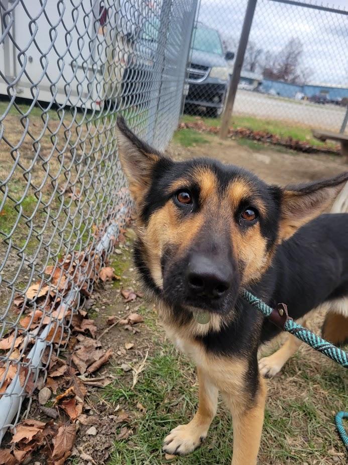 Mavis 399-25, Adoptable, Adult Female German Shepherd Dog.