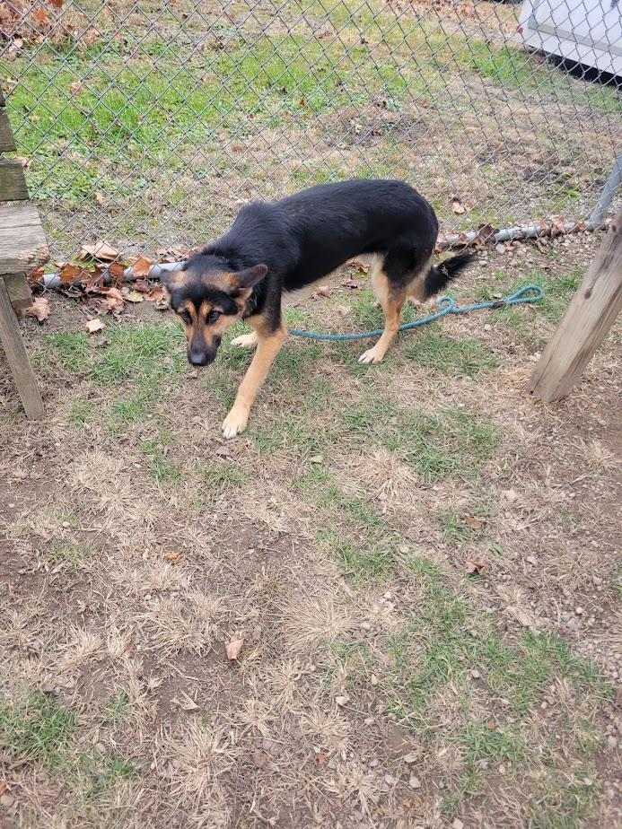 Mavis 399-25, a Adoptable mixed breed in Cambridge, OH image 3/4