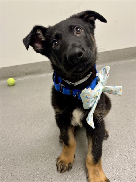 THIN MINT, Adoptable, Puppy Male German Shepherd Dog.