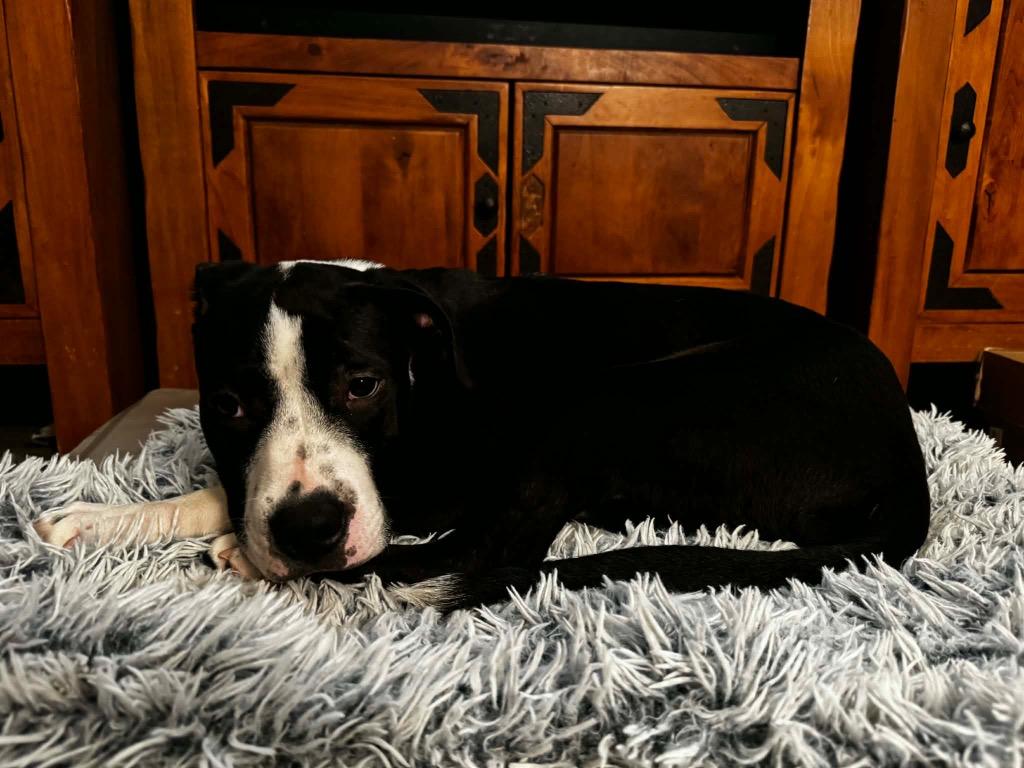 Enlarge Bruno, a Adoptable mixed breed in Bristol, WI image 1/6