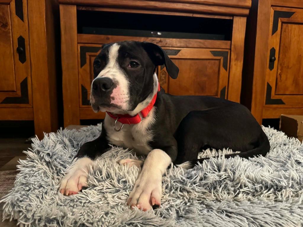 Bruno, Adoptable, Puppy Male Pit Bull Terrier & American Bulldog.