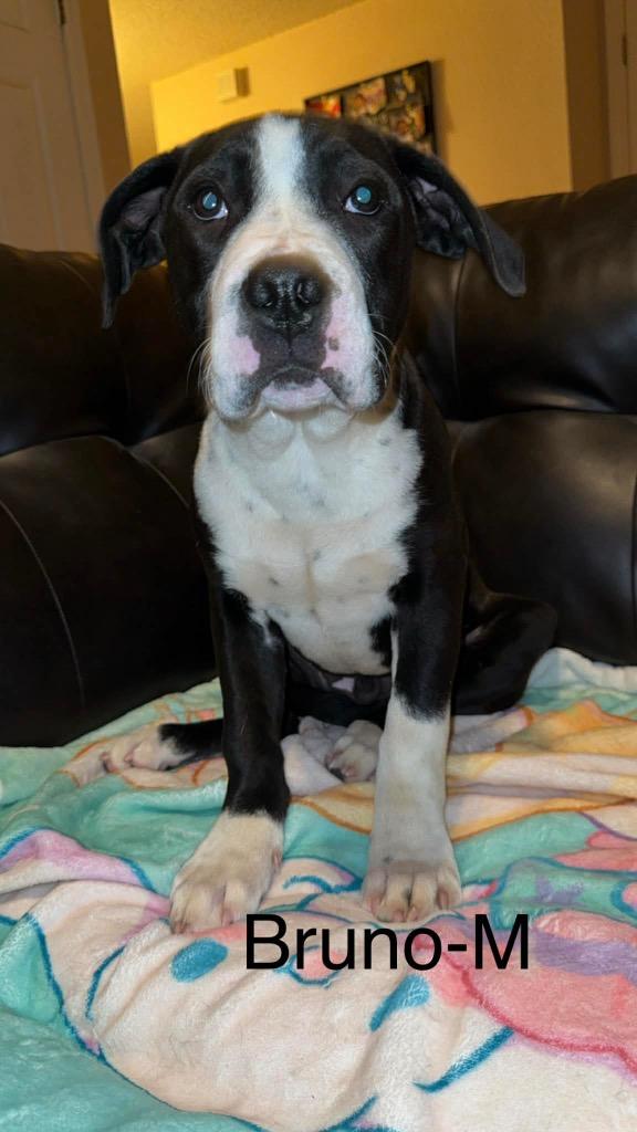 Enlarge Bruno, a Adoptable mixed breed in Bristol, WI image 3/6