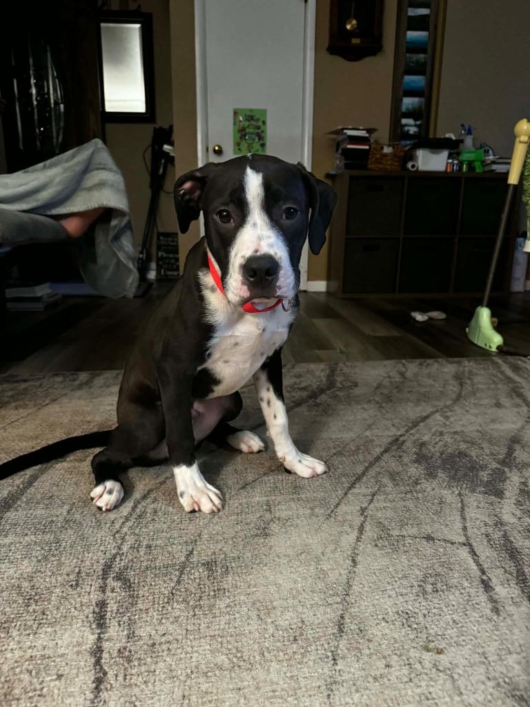 Enlarge Bruno, a Adoptable mixed breed in Bristol, WI image 4/6