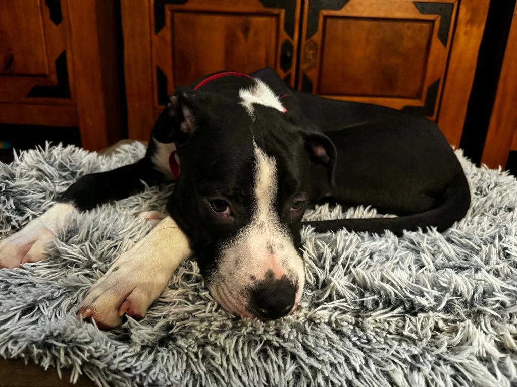 Enlarge Bruno, a Adoptable mixed breed in Bristol, WI image 5/6