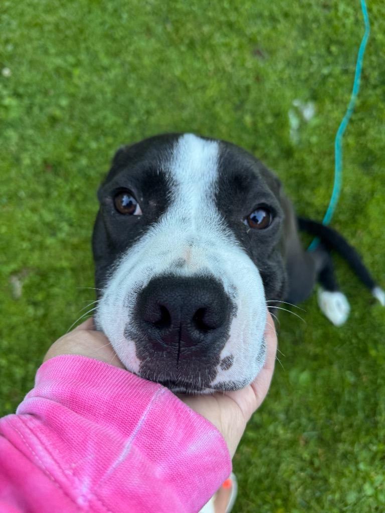 Enlarge Bruno, a Adoptable mixed breed in Bristol, WI image 3/6
