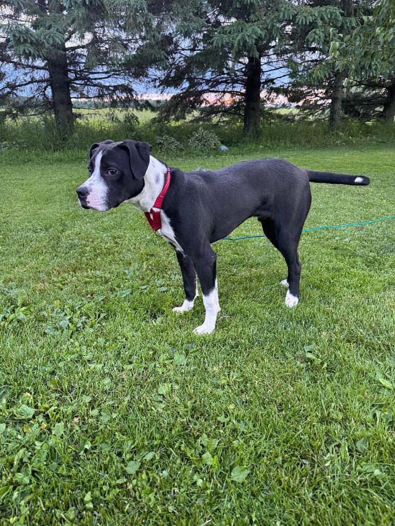 Enlarge Bruno, a Adoptable mixed breed in Bristol, WI image 4/6