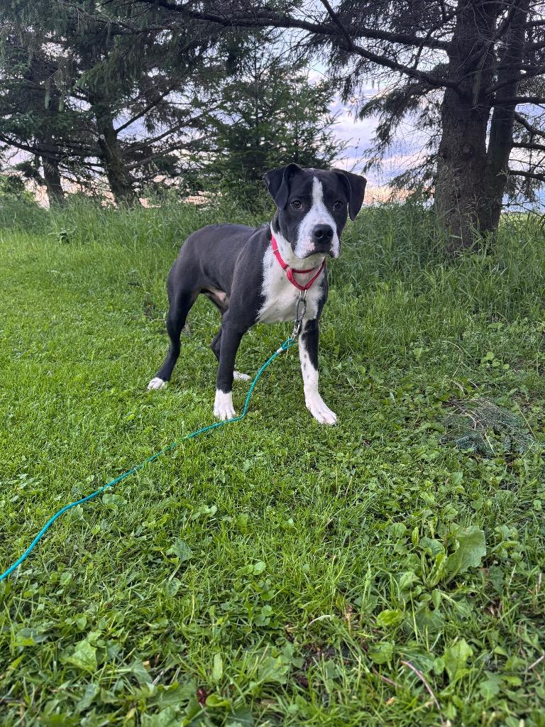 Enlarge Bruno, a Adoptable mixed breed in Bristol, WI image 5/6