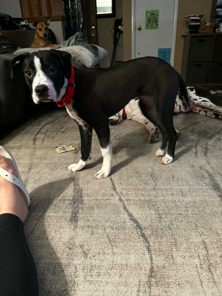 Enlarge Bruno, a Adoptable mixed breed in Bristol, WI image 6/6