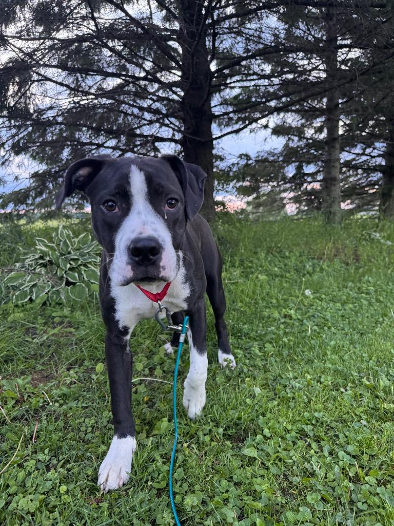 Enlarge Bruno, a Adoptable mixed breed in Bristol, WI image 6/6