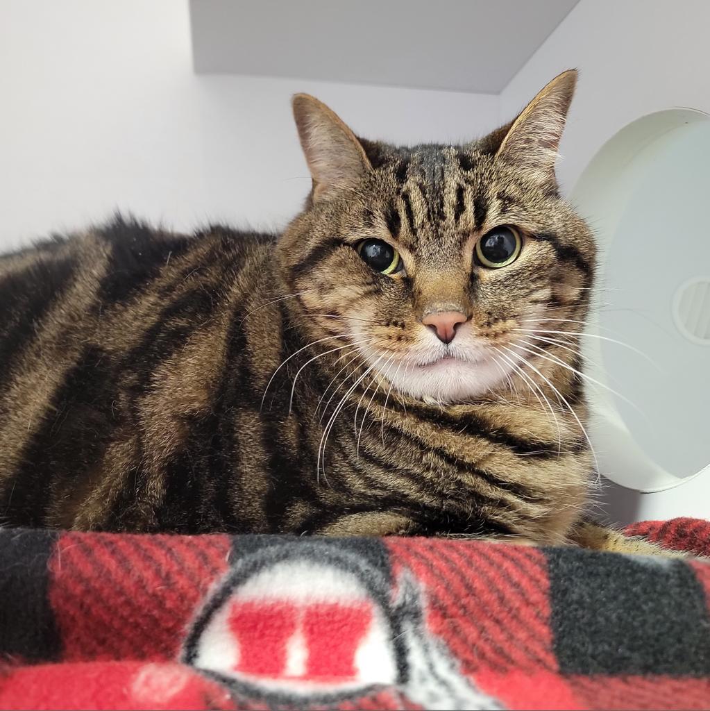 Your Majesty, a Adoptable Domestic Short Hair in Salt Lake City, UT image 1/2
