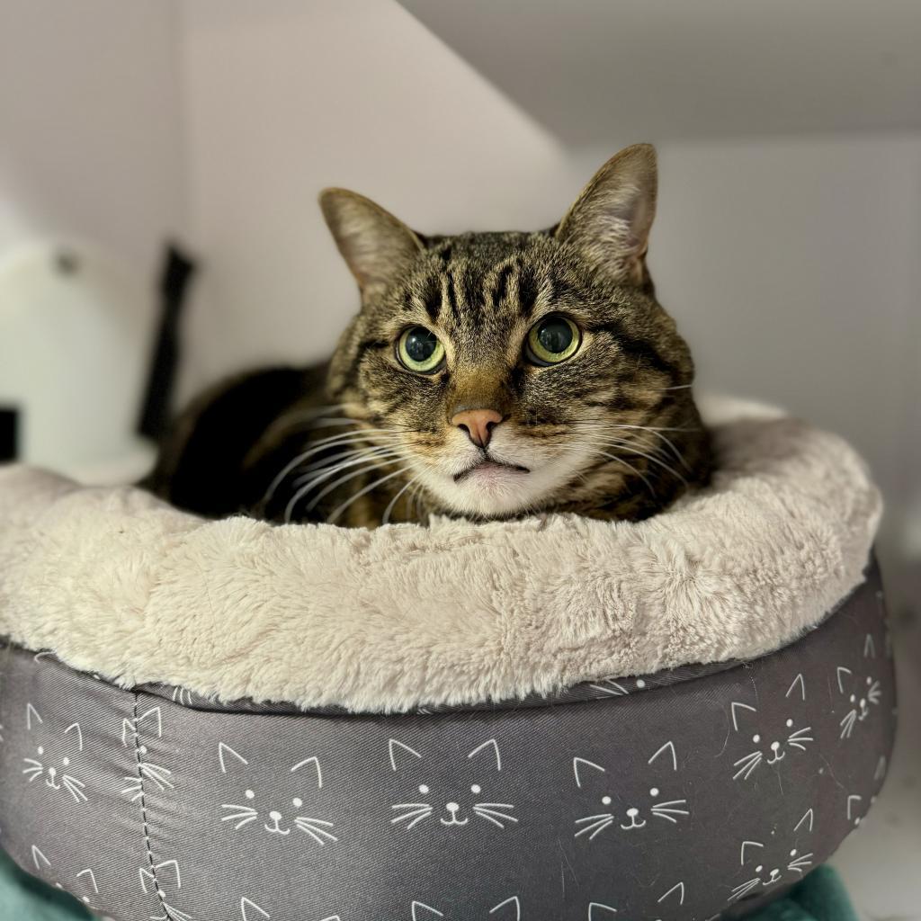 Your Majesty, a Adoptable Domestic Short Hair in Salt Lake City, UT image 2/2