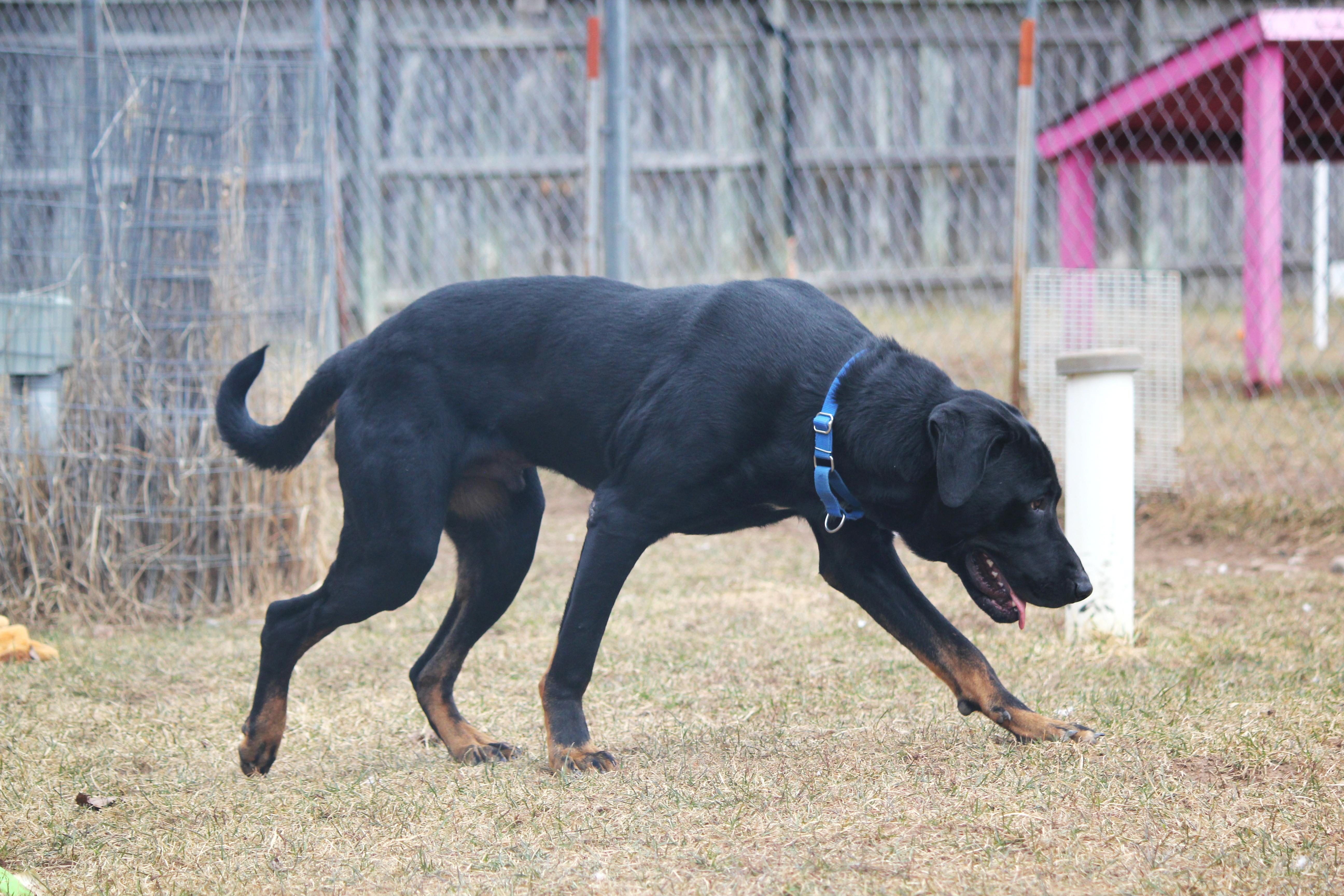 Enlarge Enzo, a ADOPTABLE mixed breed in Hayward, WI image 6/6