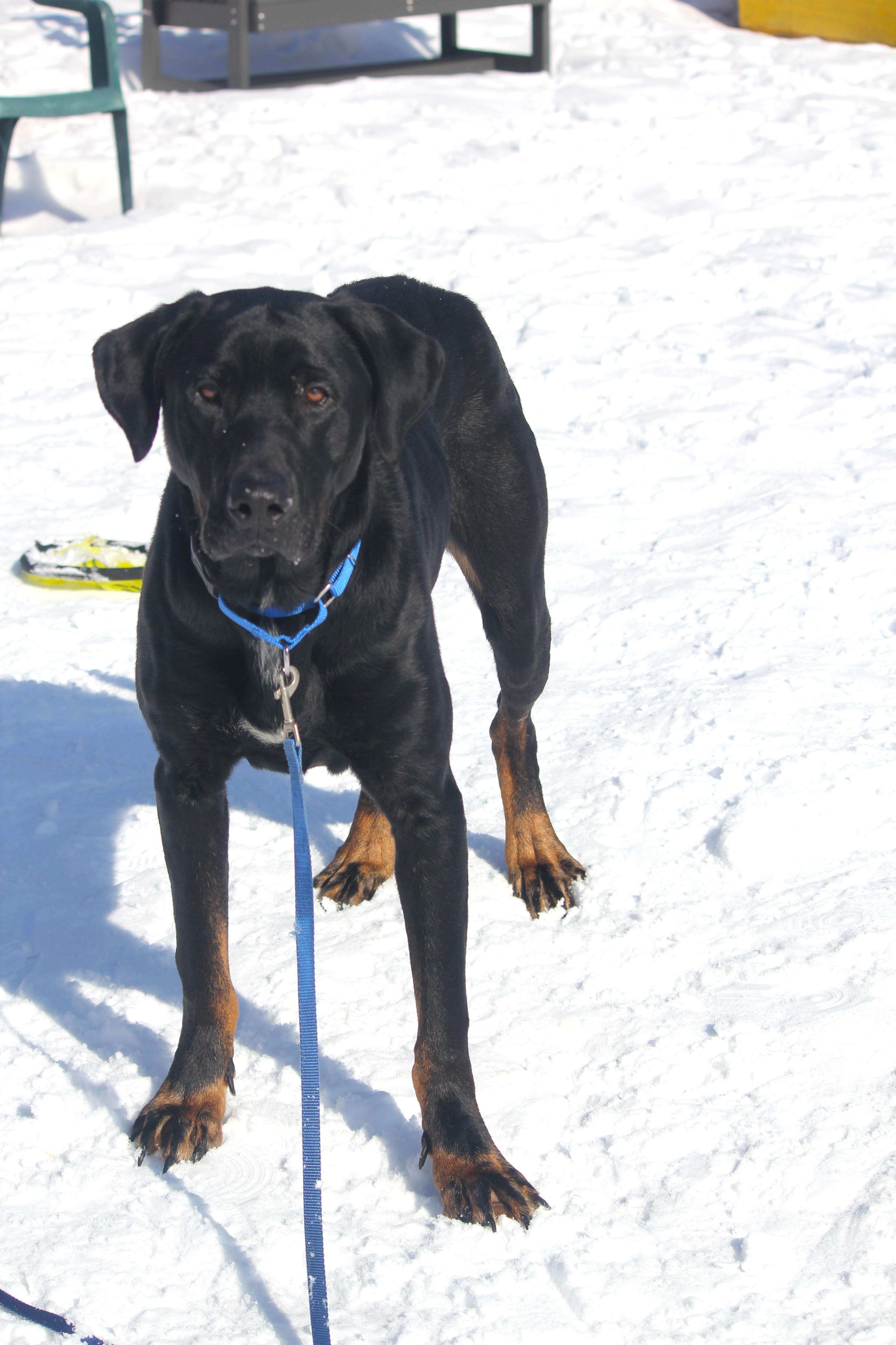 Enlarge Enzo, a ADOPTABLE mixed breed in Hayward, WI image 2/4