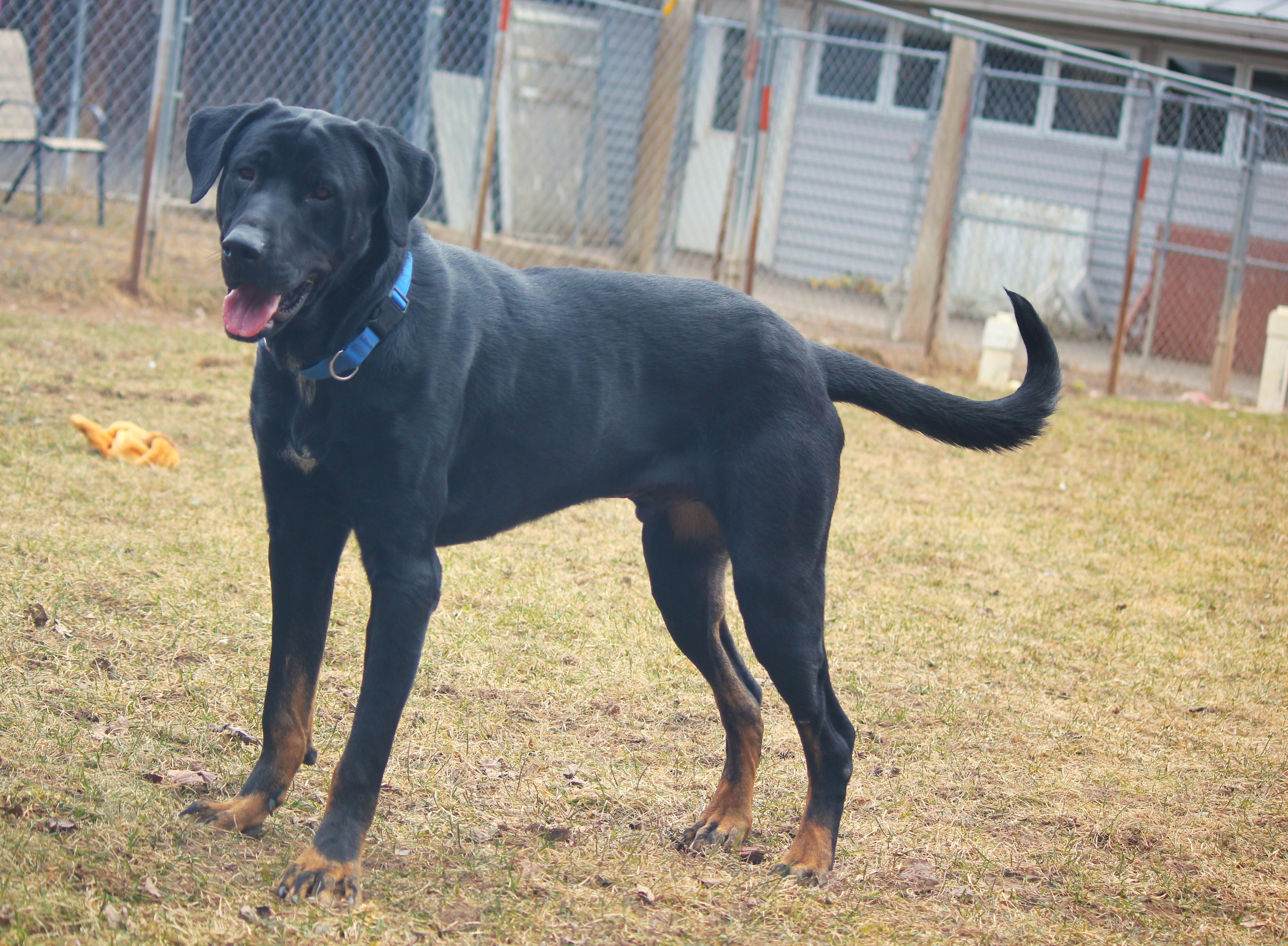 Enlarge Enzo, a ADOPTABLE mixed breed in Hayward, WI image 4/6