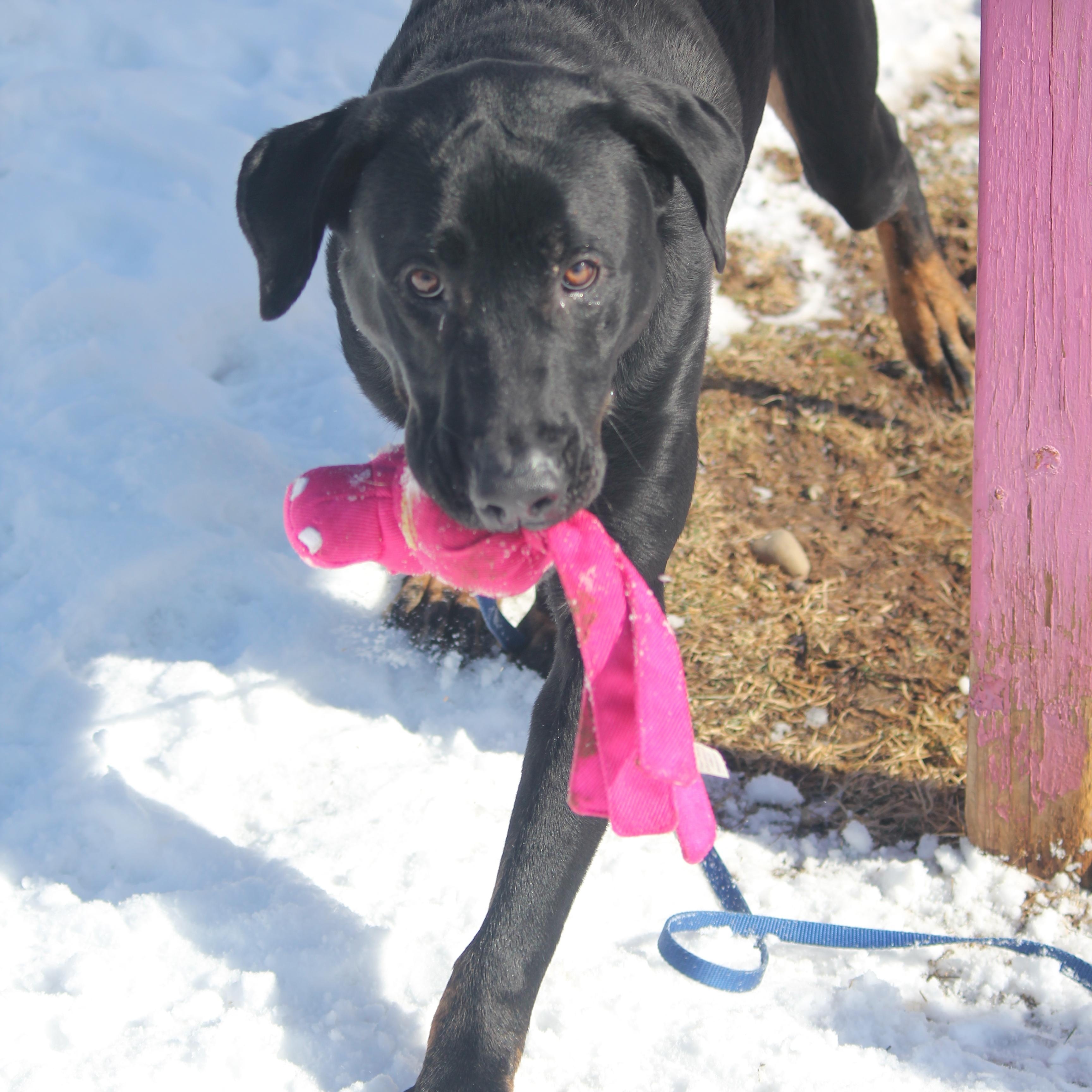 Enlarge Enzo, a ADOPTABLE mixed breed in Hayward, WI image 4/4