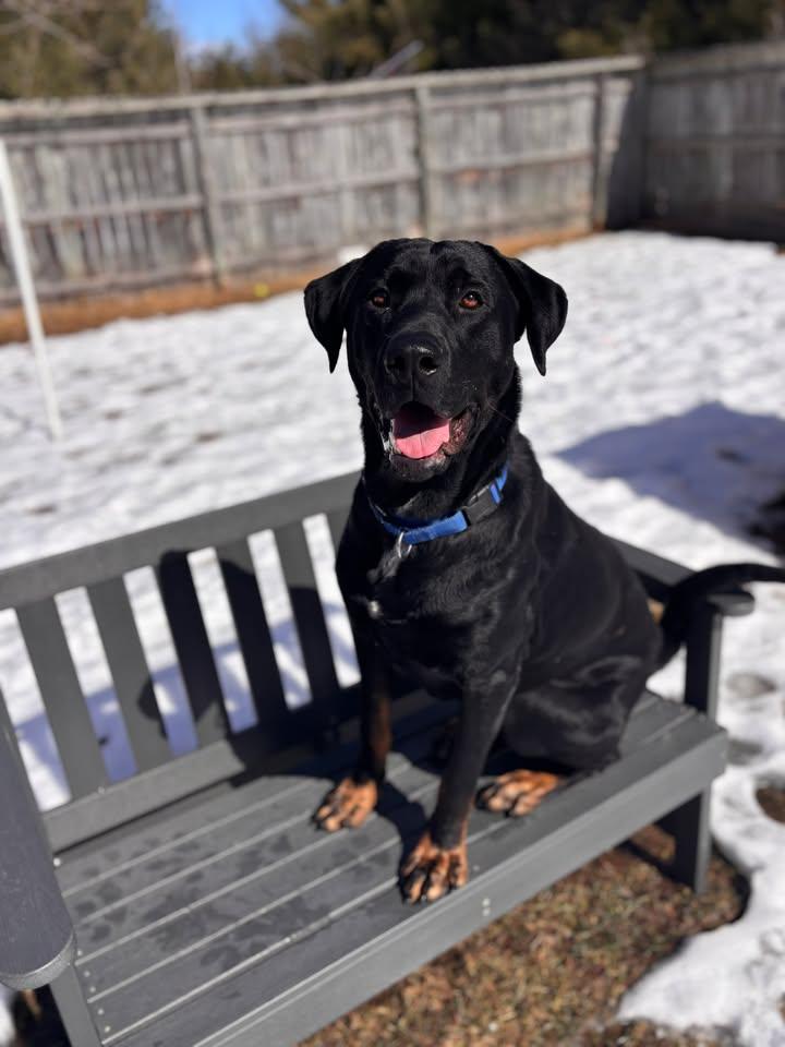 Enlarge Enzo, a ADOPTABLE mixed breed in Hayward, WI image 3/4