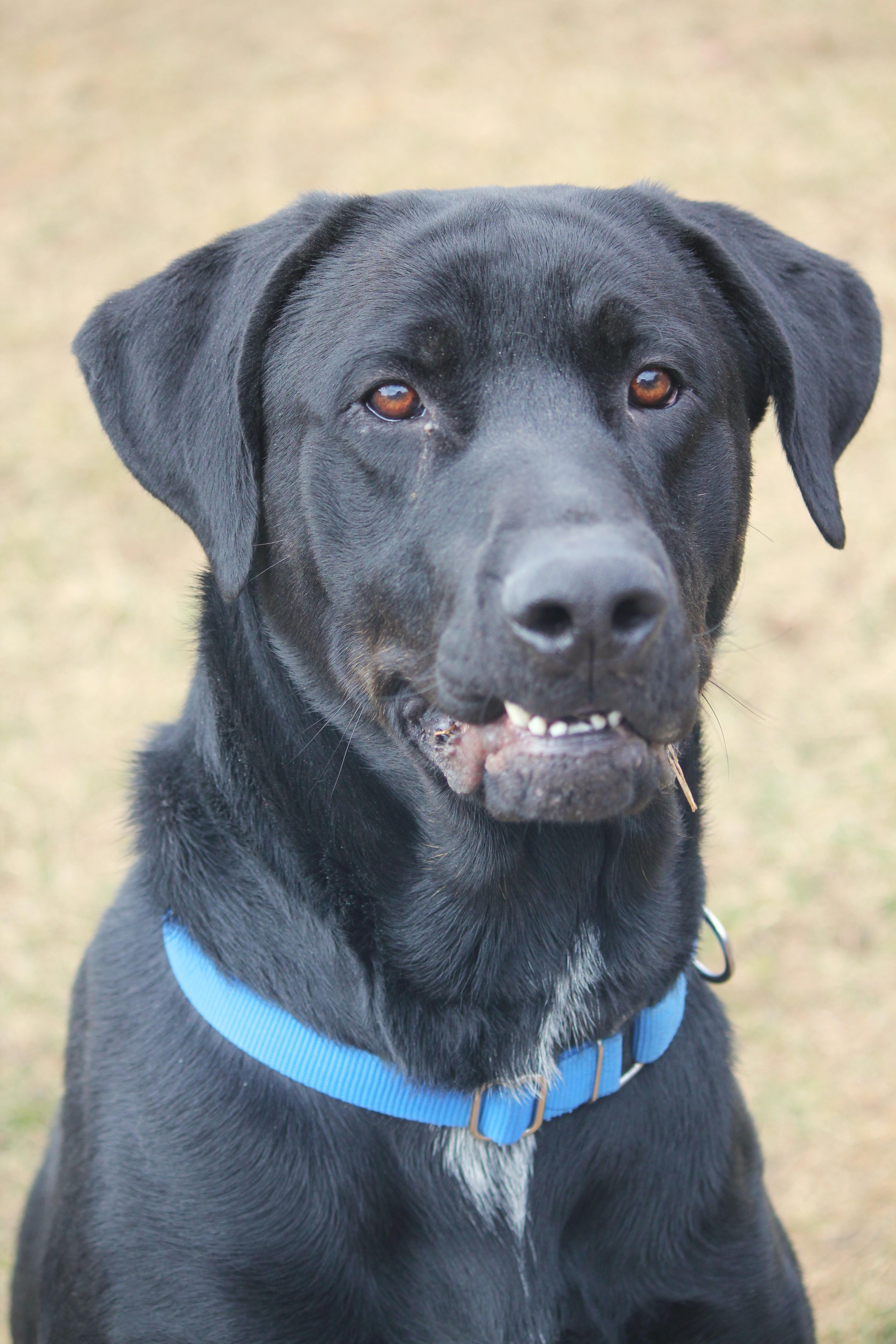 Enzo, ADOPTABLE, Young Male Cane Corso & Rottweiler.