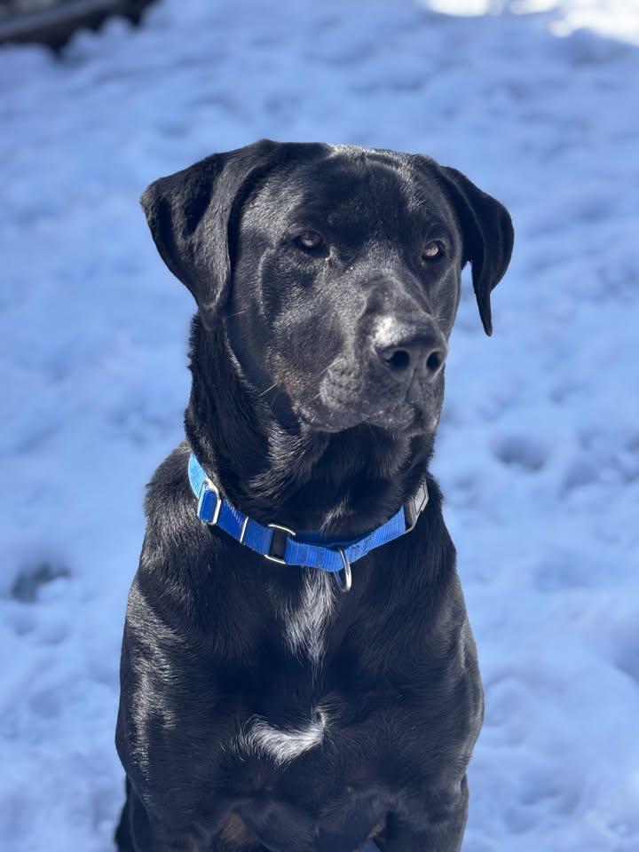 Enzo, ADOPTABLE, Adult Male Cane Corso & Rottweiler.