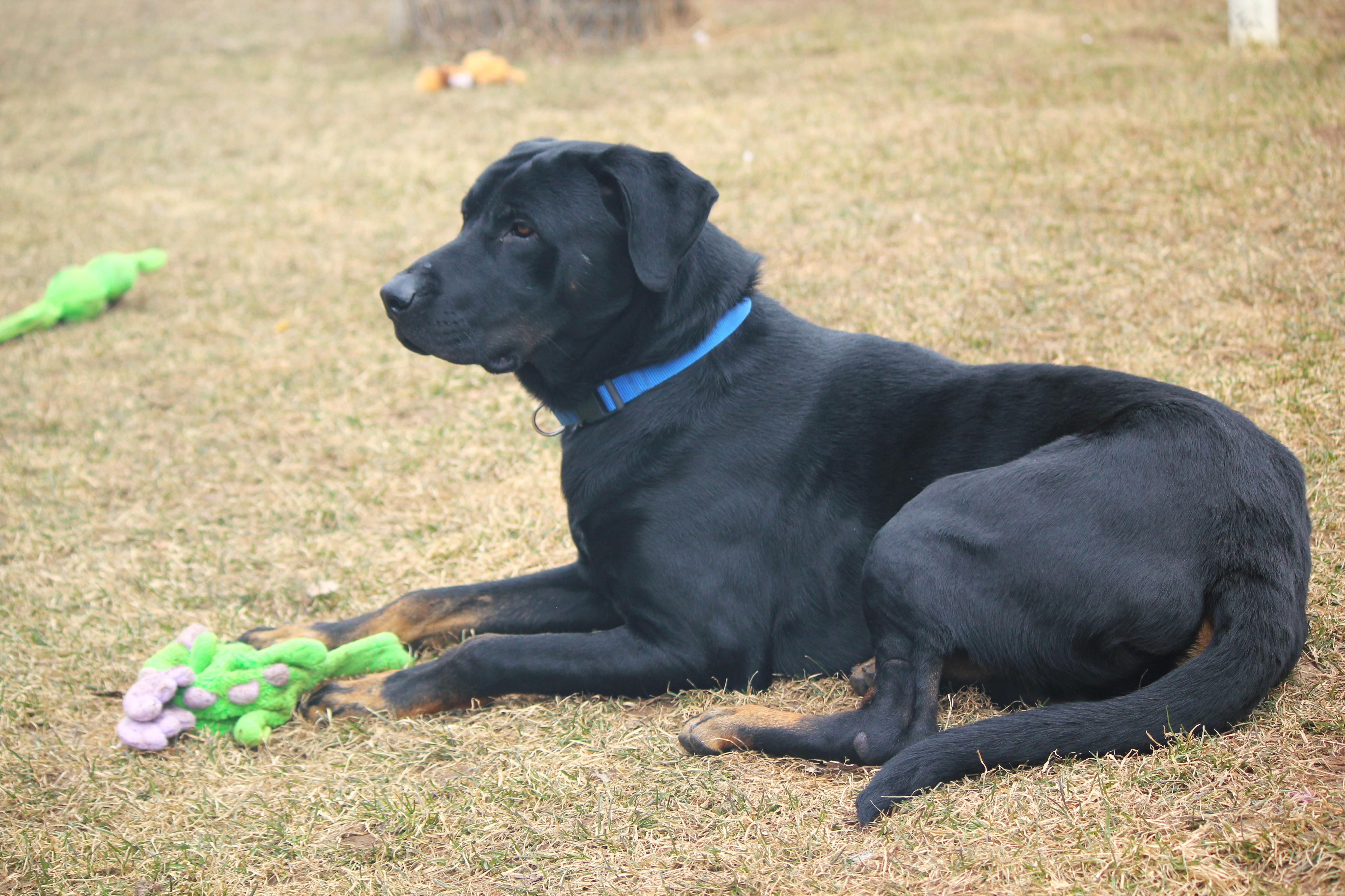 Enlarge Enzo, a ADOPTABLE mixed breed in Hayward, WI image 3/6