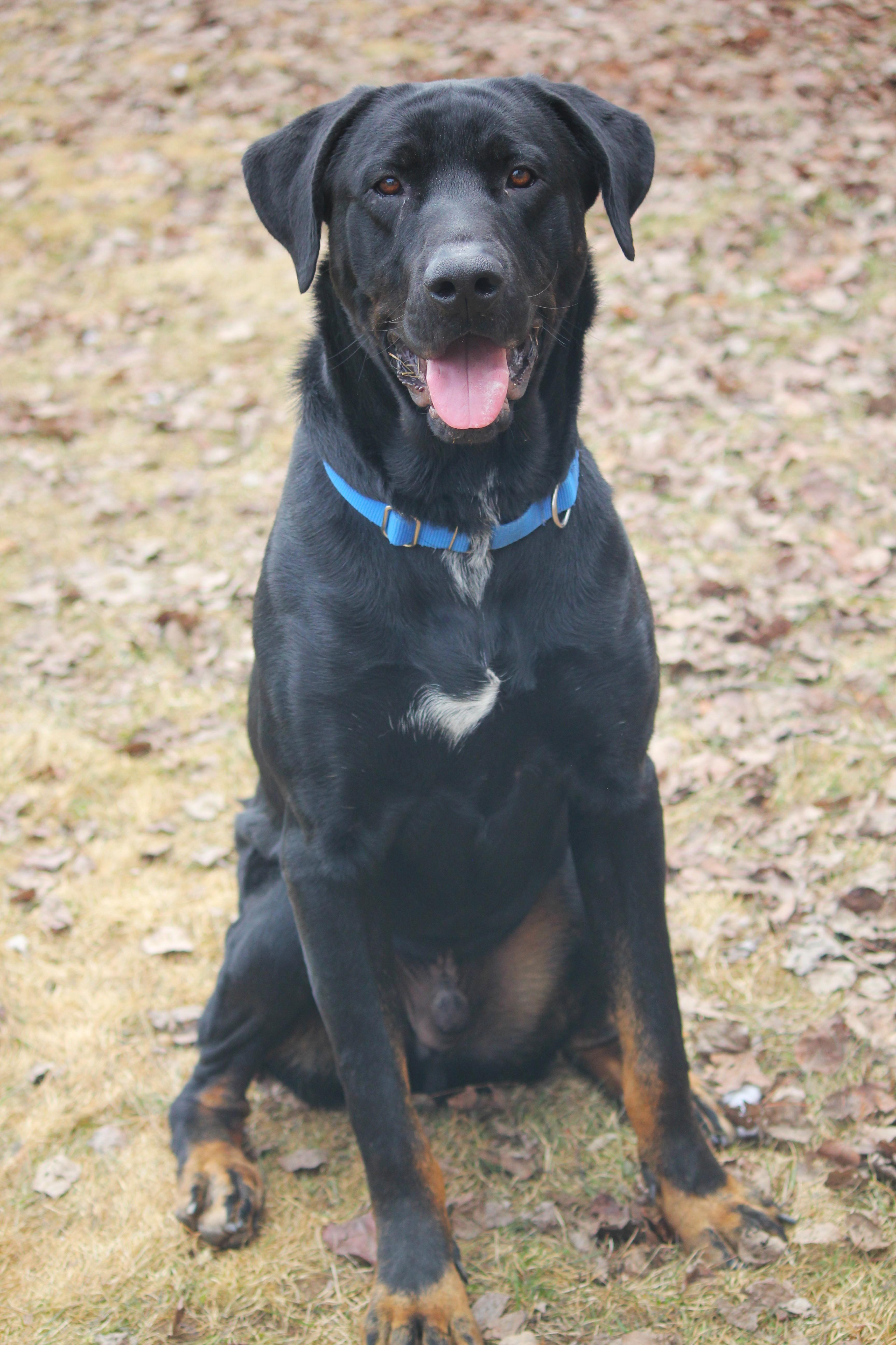 Enlarge Enzo, a ADOPTABLE mixed breed in Hayward, WI image 2/6