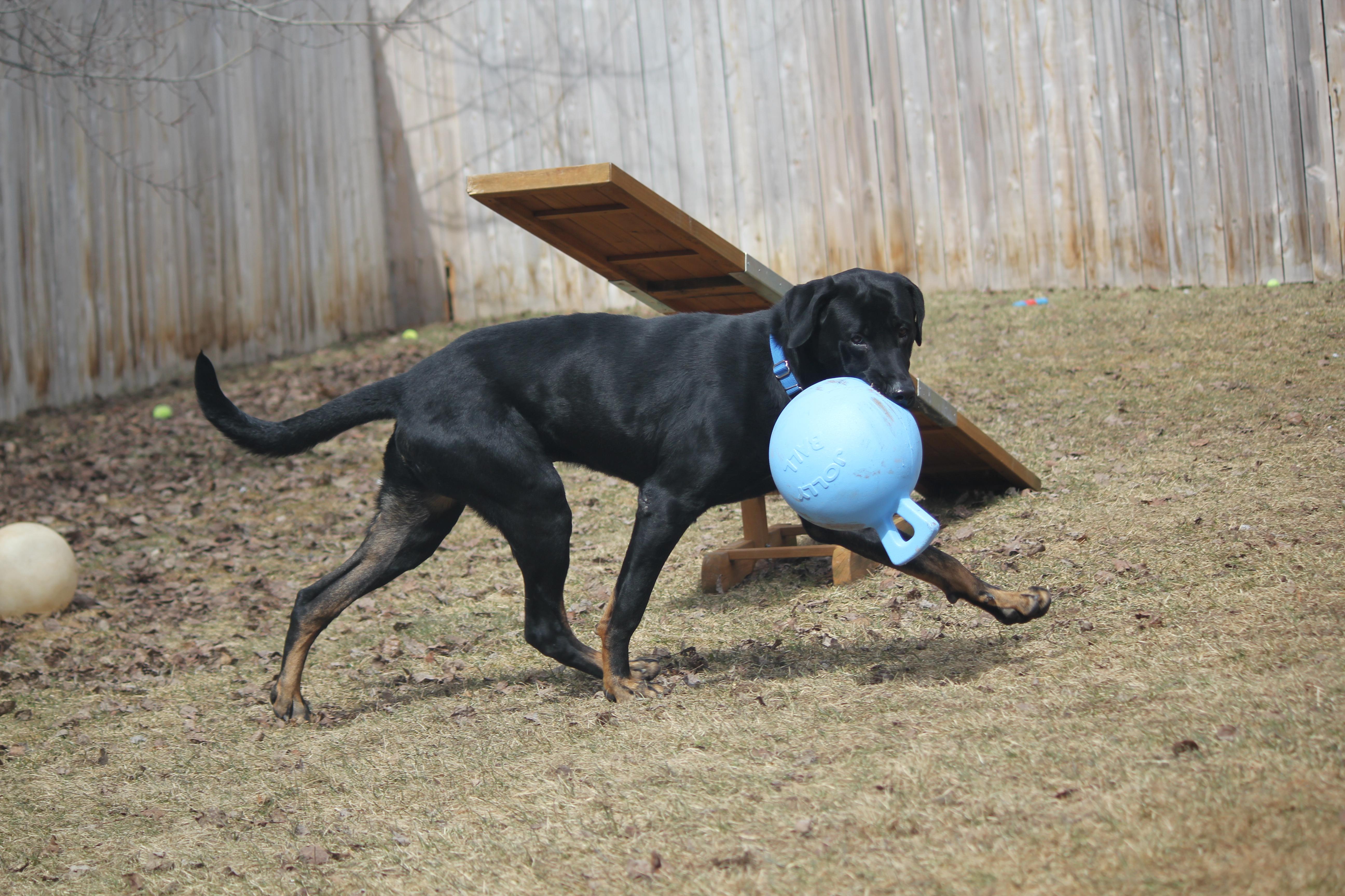 Enlarge Enzo, a ADOPTABLE mixed breed in Hayward, WI image 5/6