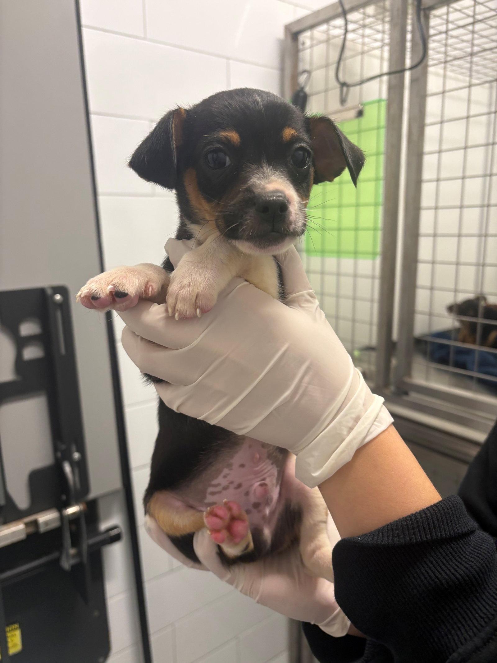 Kraken, Adoptable, Puppy Male Dachshund & Chihuahua.