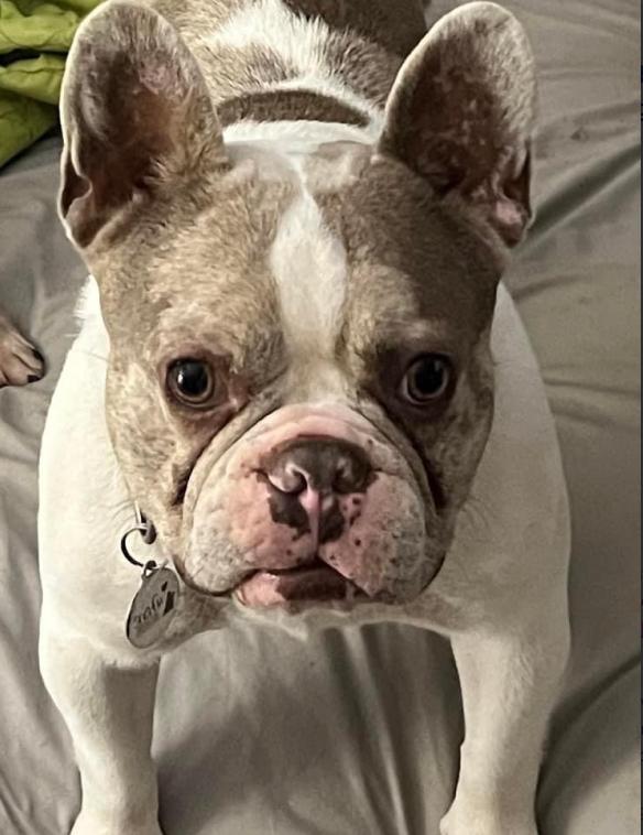 Jagger, Adopted, Young Male French Bulldog.