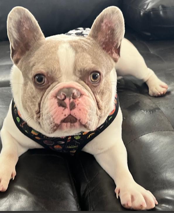 Jagger, a Adopted French Bulldog in Omaha, NE image 2/3