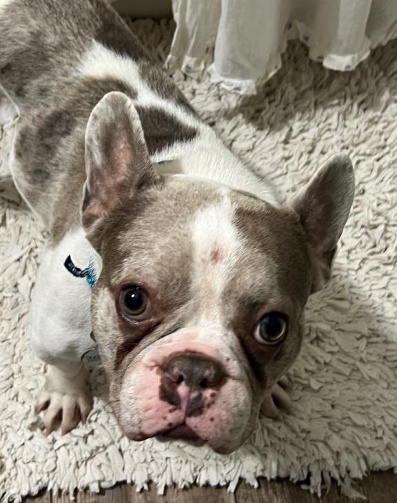 Jagger, a Adopted French Bulldog in Omaha, NE image 3/3