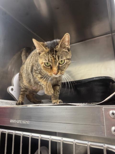 Ginger, Adoptable, Adult Female Domestic Short Hair.