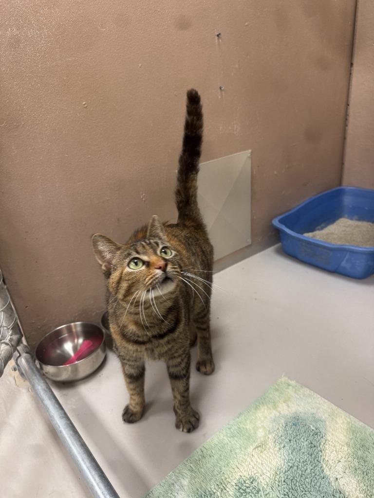 Enlarge Ginger, a Adoptable mixed breed in Findlay, OH image 2/6