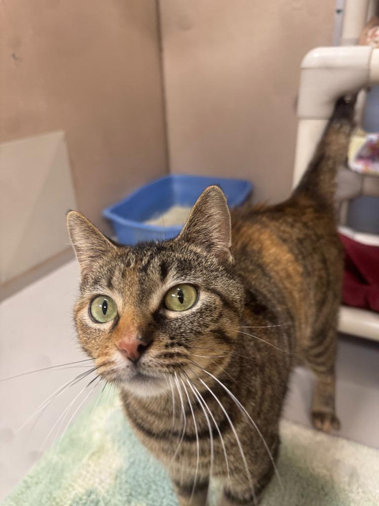 Enlarge Ginger, a Adoptable mixed breed in Findlay, OH image 3/6