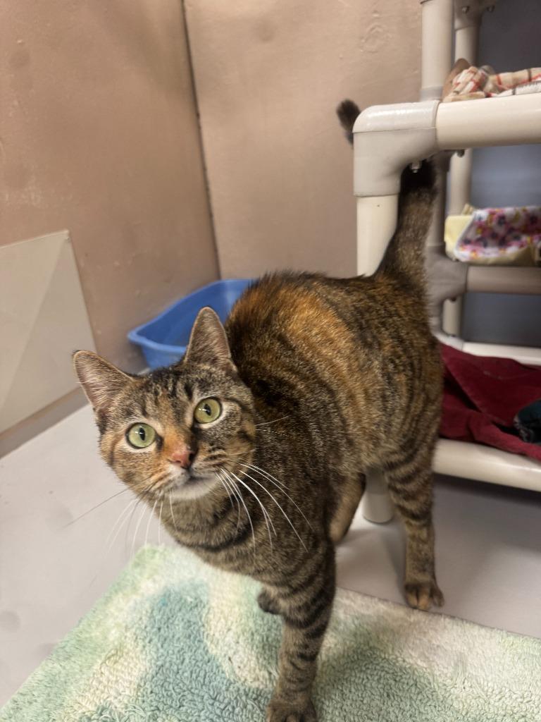 Enlarge Ginger, a Adoptable mixed breed in Findlay, OH image 4/6