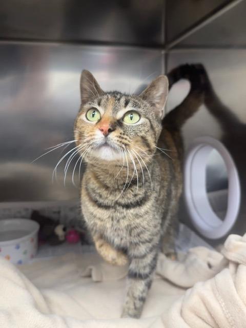 Enlarge Ginger, a Adoptable mixed breed in Findlay, OH image 5/6