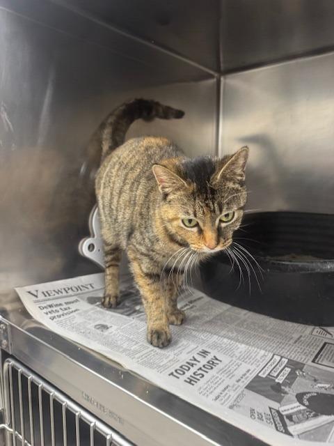 Enlarge Ginger, a Adoptable mixed breed in Findlay, OH image 6/6