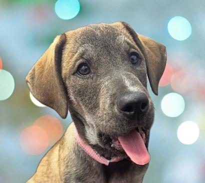 Enlarge Holland, a ADOPTABLE Mixed Breed in Schaumburg, IL image 1/5