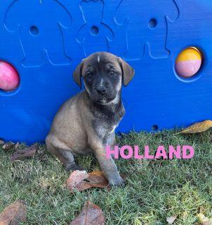 Enlarge Holland, a ADOPTABLE Mixed Breed in Schaumburg, IL image 5/5